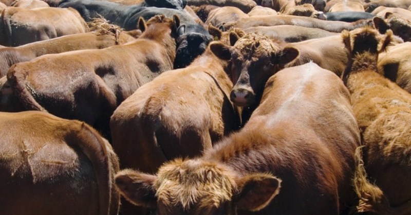 Canada to Support Drought-Stricken Western Producers