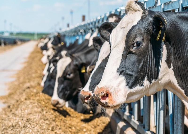 How Will This Year’s Heat Stress Affect Future Offspring?