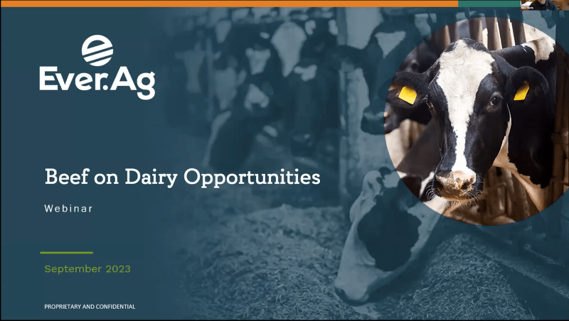 Beef on Dairy Webinar – September 14, 2023