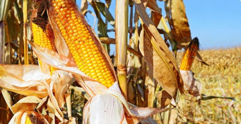 Mexico Researchers Show Progress on Drive to Replace US Corn Imports