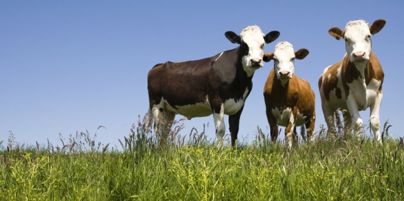 Dutch Farms Struggling with Bluetongue Virus