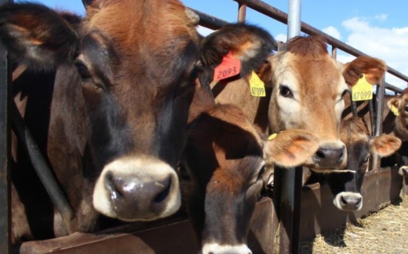 Reminders on Highly Pathogenic Avian Influenza in Cattle and Birds