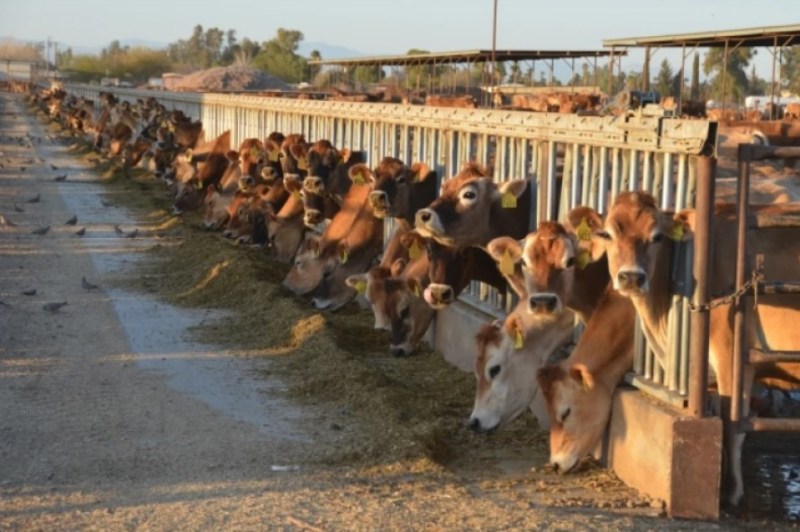US Dairy Industry Poised for Growth Despite Challenges