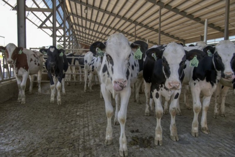 Where Will the Replacement Heifers Come From?