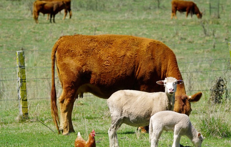 UK Detects First Case of Bird Flu in a Sheep, Stoking Fears of Spread