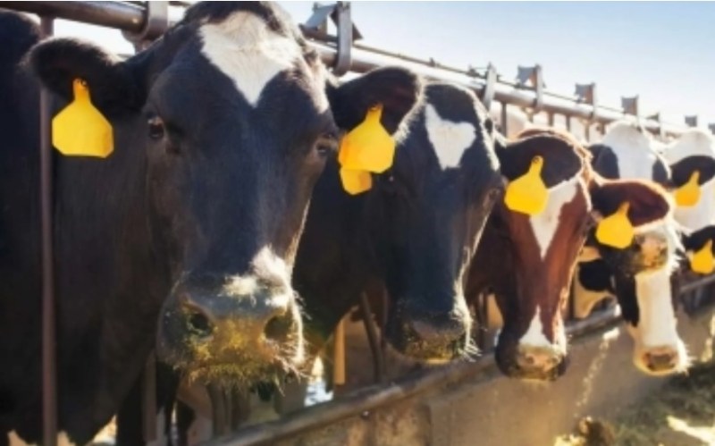 As Bird Flu Spreads to Cows and People, Here’s What to Know About the Latest Avian Flu Strains