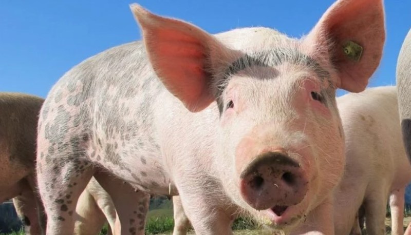 UK Removes Ban on German Meat, Dairy Outside Foot-and-Mouth Zone