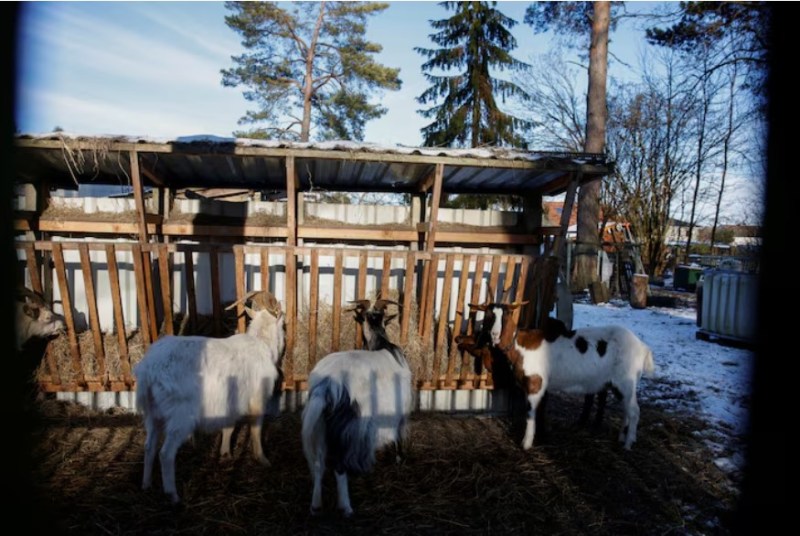 Germany Declared Free of Foot-and-Mouth Disease, Says Ministry