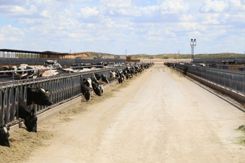 Dairy Herd Growth Sets Stage for Robust Future