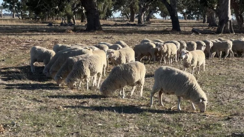 South Australian Drought Sets Low-Rainfall Records in Farming Areas