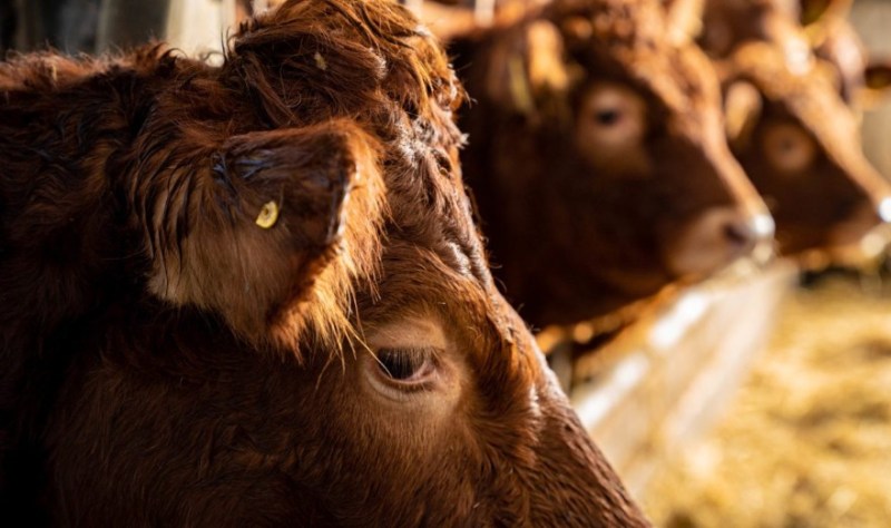 Hungary Says Foot-and-Mouth Disease ‘Successfully Contained’