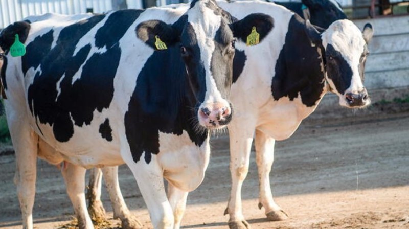 High Heat Intensifying Water Deprivation in Confined Livestock