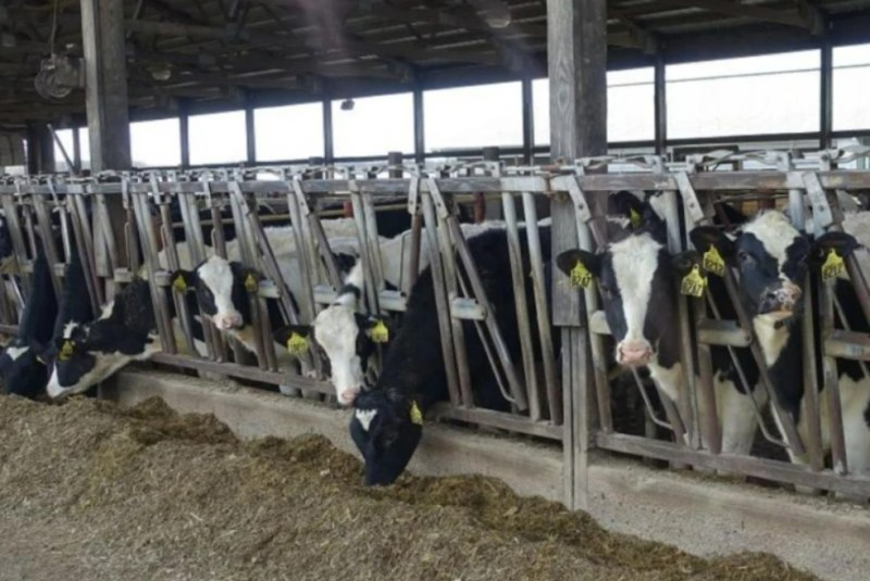 Dairy Heifer Shortage Builds the Case for Older Cows