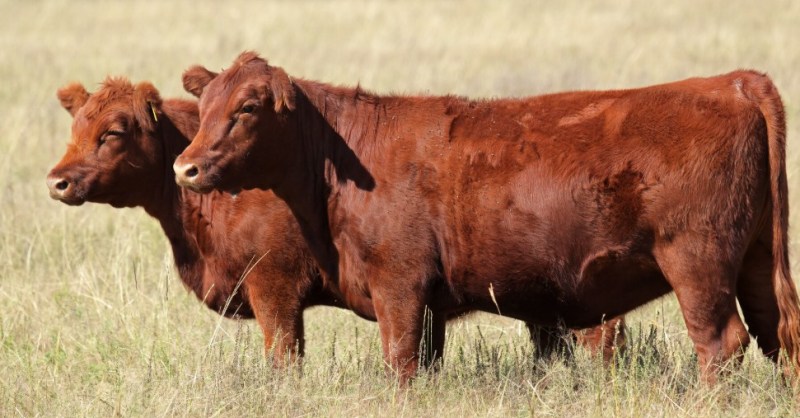 FDA Clears Fast-Track Use of Drugs to Fight Screwworm Threat