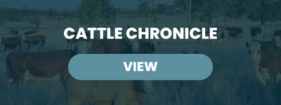 Cattle Chronicle – September 4, 2026