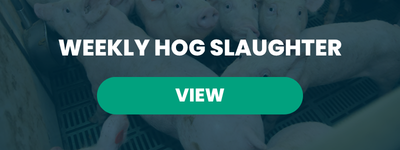 Weekly Hog Slaughter – September 8, 2026